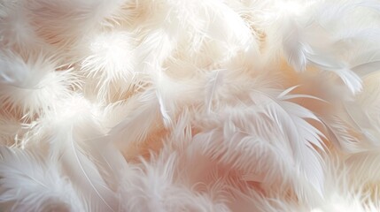 soft White feather texture background