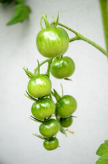 Green young tomatoes in a garden