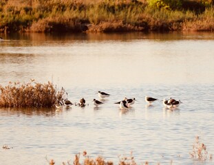 A flock of lazy waders resting in the middle of the pond illuminated by the morning light