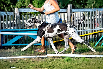 A woman walking with a Great Dane dog in summer.