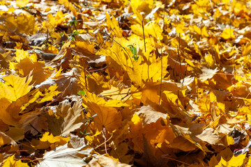 Sunny day in autumn, fallen yellow maple leaves in the park, Delaware Raritan Canal