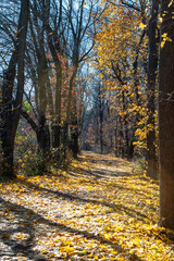 Obraz premium Sunny day in autumn, fallen yellow maple leaves in the park, Delaware Raritan Canal