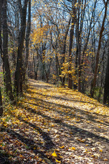 Fototapeta premium Sunny day in autumn, fallen yellow maple leaves in the park, Delaware Raritan Canal