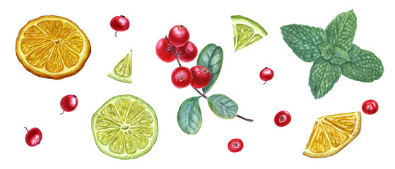 Set of forest berries, citrus and mint branch. Cowberries, lime slices. Watercolor botanical illustration. For the design of invitation, card, greetings, package design