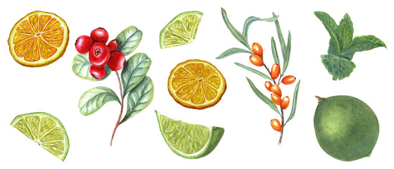 Set with berries, fruits, herbs. Orange, lime slices, sea buckthorn berries. mint leaves, cowberries. Watercolor botanical illustration. For the design of invitation, package