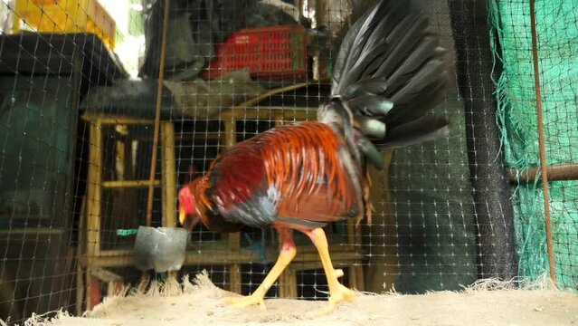 A fighting rooster gets ready for its next fight, Colombia. Cackling or Crowing rooster plucked feathers on its legs. A close-up shot of a rooster in a cage. High quality 4k footage.