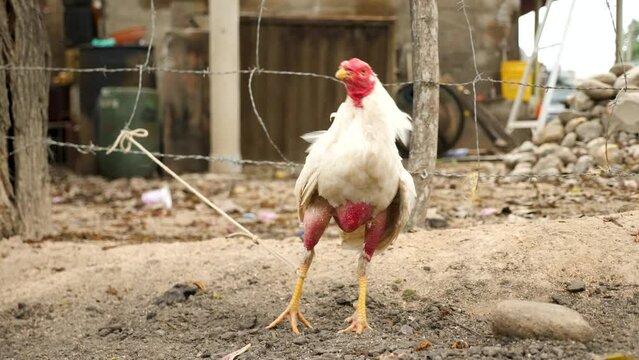 A fighting rooster gets ready for its next fight, Colombia. Cackling or Crowing rooster plucked feathers on its legs. A close-up shot of a rooster in a cage. High quality 4k footage.
