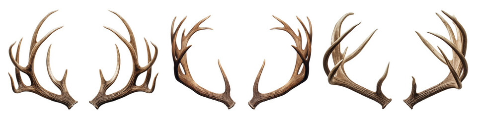 Set of deer antlers isolated on a white or transparent background close-up. Overlay of deer antlers for insertion. A design element to be inserted into a design or project.