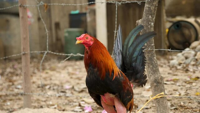 A fighting rooster gets ready for its next fight, Colombia. Cackling or Crowing rooster plucked feathers on its legs. A close-up shot of a rooster in a cage. High quality 4k footage.