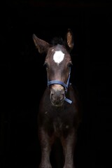 portrait of a horse in the dark