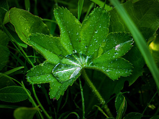 Leaf with water drops