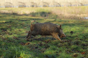 La course du sanglier