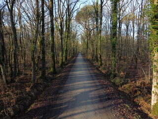 Obraz premium Autumn forest, Rennes, France