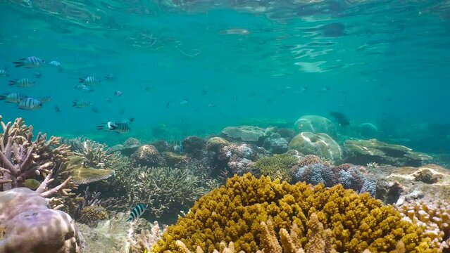 Shallow coral reef with fish (damselfish) underwater seascape in the south Pacific ocean, natural scene, New Caledonia, Oceania, 59.94fps