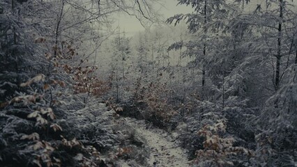 slowly snowing in a dark forest on a cold winter day in HDR HLG 2100