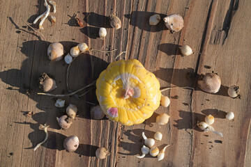 Gladiolus bulb with small bulbs on a wooden table on straight hard sunlight. Top view.