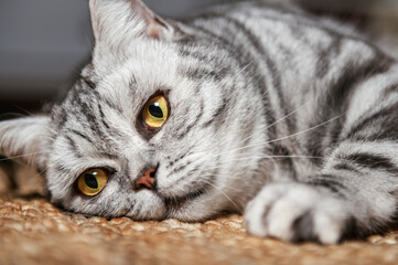 Cute gray silver tabby british shorthair cat with big yellow eyes lays on carpet on floor