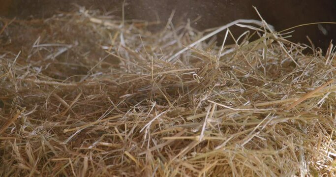 Dusty louse hay in old barn / Slow motion