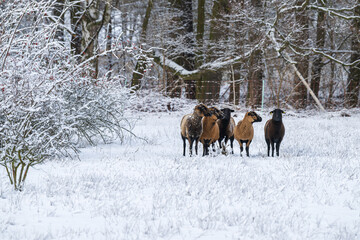 Eine kleine Herde Schafe im Winter auf der Weide 