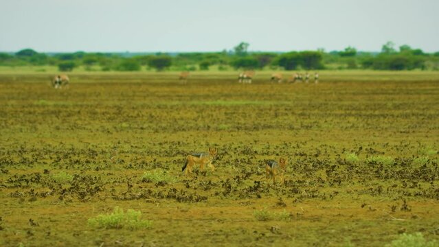 Two black-backed jackal (Lupulella mesomelas) searching for remains of any prey in Savanah.