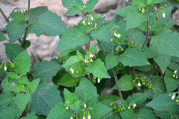 The black solanum (Solanum nigrum) plant grows in nature