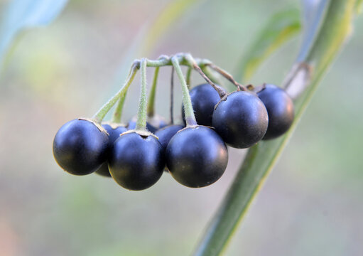 The black solanum (Solanum nigrum) plant grows in nature