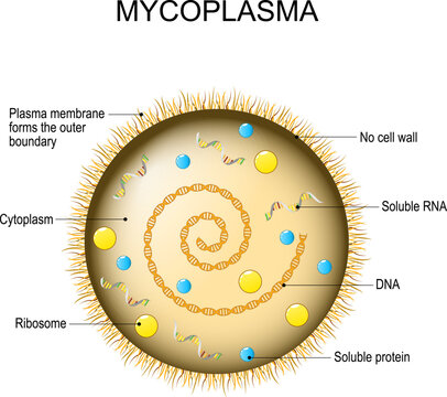 Mycoplasma. Bacterial cell structure.