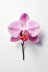 magenta orchid flower on a white background,