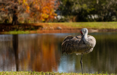 Sandhill crane by a pond