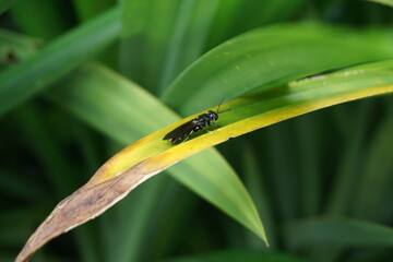 Close up image of black soldier fly insect on a pandanus leaf