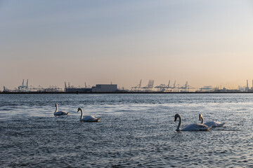 White swans swim in the sea, ocean. In the background are ships and seaport. Beautiful waves are lit in the evening sun. North Sea. Netherlands. - 712663153