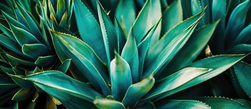 The agave plant offers numerous benefits, such as immune system improvement and blood sugar control due to its low glycemic index.