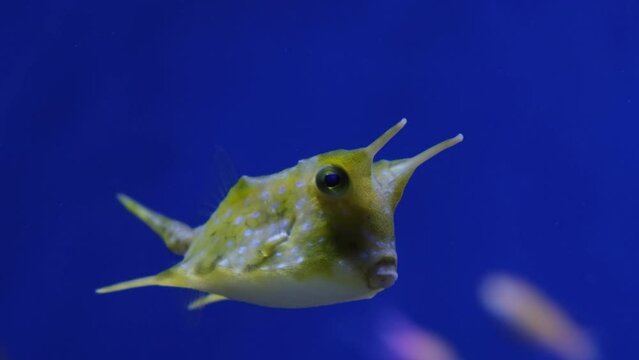Boxfish, Cowfish close up, Lactoria cornuta, tropical fish in aquarium on blue background, video shot