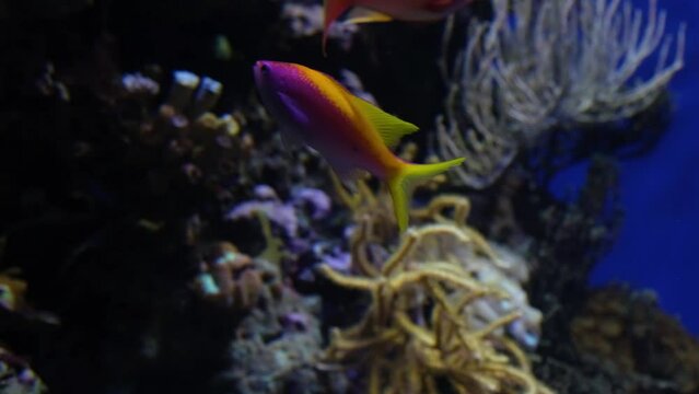 Pink and yellow fish on coral reef background, Salt water marine aquarium, Purple Queen Anthias and other tropical fish underwater video shot