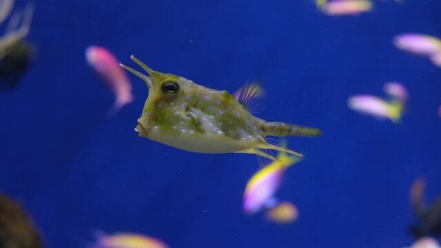 Cowfish, Lactoria cornuta, longhorn boxfish, tropical fish in aquarium on blue background, video footage