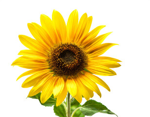 Sonnenblumen isoliert auf weißen Hintergrund, Freisteller