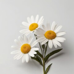 Close-Up of White Daisy Flowers with Yellow Centers on a Light Grey Background