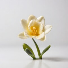 Elegant Freesia Flower in Full Bloom, Creamy White Petals with Yellow Center, Isolated on a Soft Grey Background