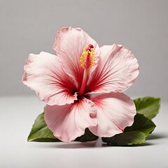 Vibrant Pink Hibiscus Flower with Detailed Petals and Stamen on a Neutral Background