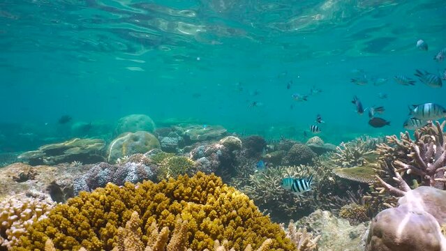 Underwater seascape, coral reef with fish (damselfish) in the south Pacific ocean, natural scene, New Caledonia, Oceania
