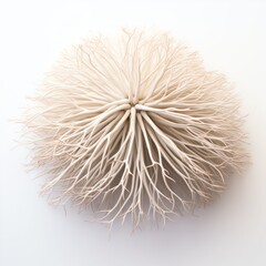 Photograph of enoki mushroom, top down view, wite background