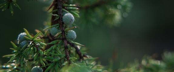 AUTUMN FOREST - A green juniper bush in drops of morning dew
