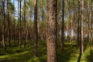 FOREST - Pine landscape in the sunlight