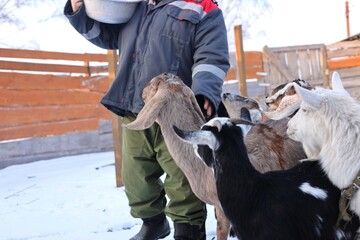 Farmer with domestic goats of the Nubian breed in the pen. Long ears of the goats