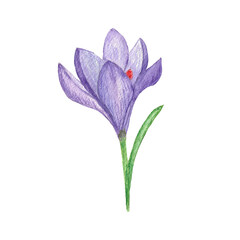 Set of beautiful spring flowers, crocuses, leaves,. Watercolor hand drawn illustration for design.