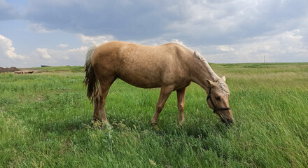 beautiful horse grazing after the rain