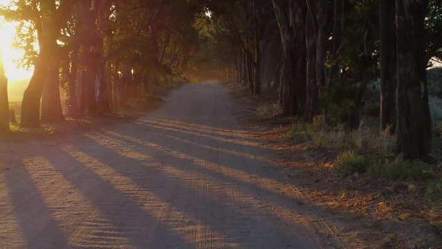 Camino rural con grandes arboles en sus costados en el ocaso de la tarde