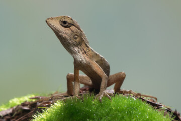 The oriental garden lizard (Calotes versicolor), also called the eastern garden lizard, Indian garden lizard, common garden lizard