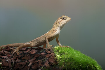 The oriental garden lizard (Calotes versicolor), also called the eastern garden lizard, Indian...