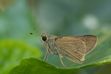 Skippers are a group of butterflies placed in the family Hesperiidae within the order Lepidoptera (moths and butterflies)
